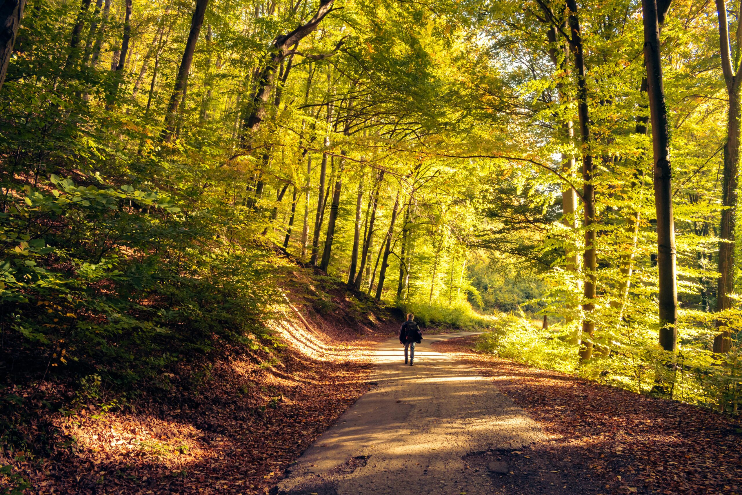 A tranquil autumn walk along a sunlit forest path, showcasing golden foliage.